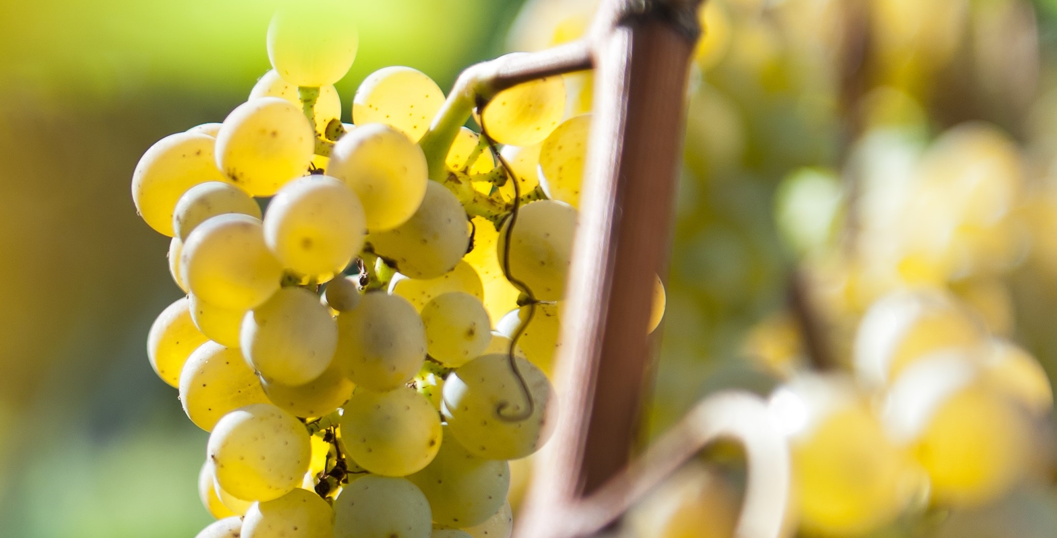 Chardonnay breit