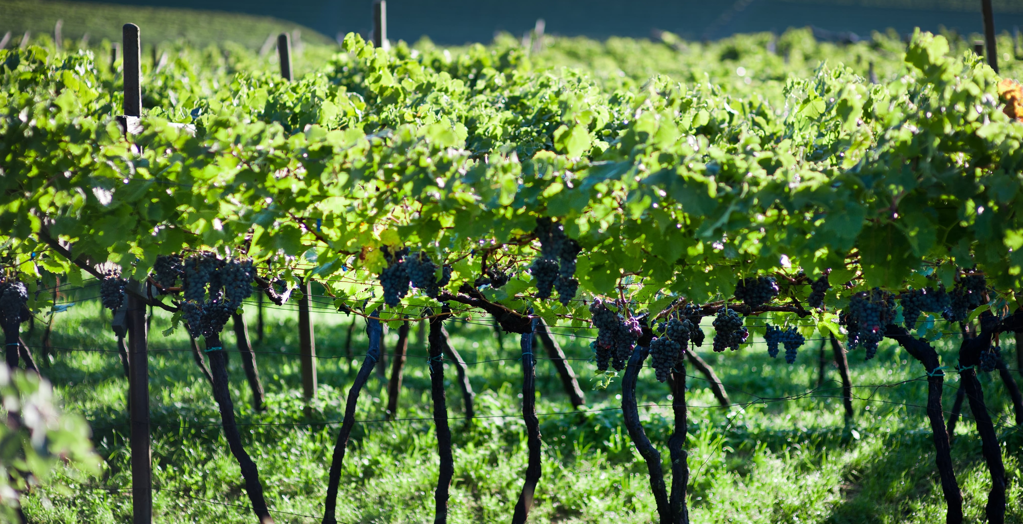 Gschleier vineyard - Kopie